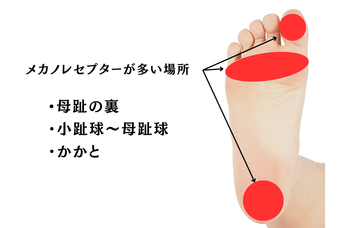 メカノレセプターが多い場所